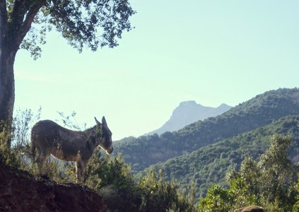 Camping Petra Pinzuta